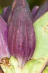 Bottle gentian